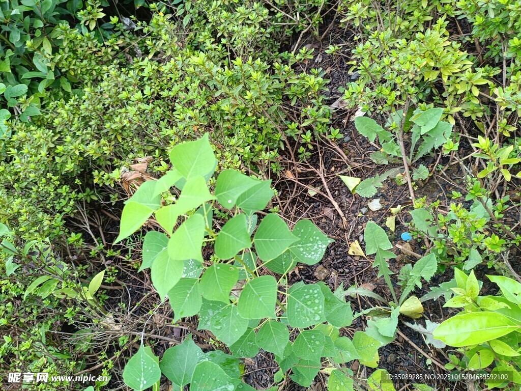 野外繁茂的绿色植物景象