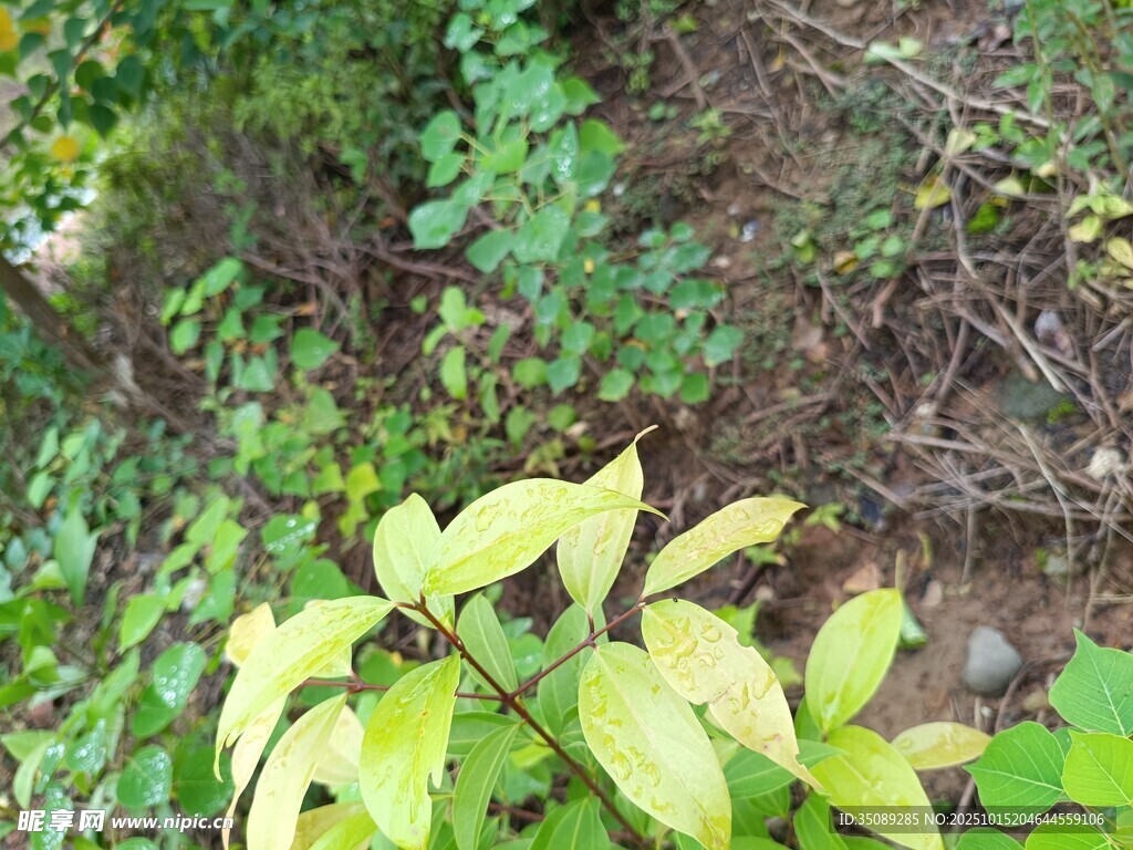 林间嫩绿植物特写