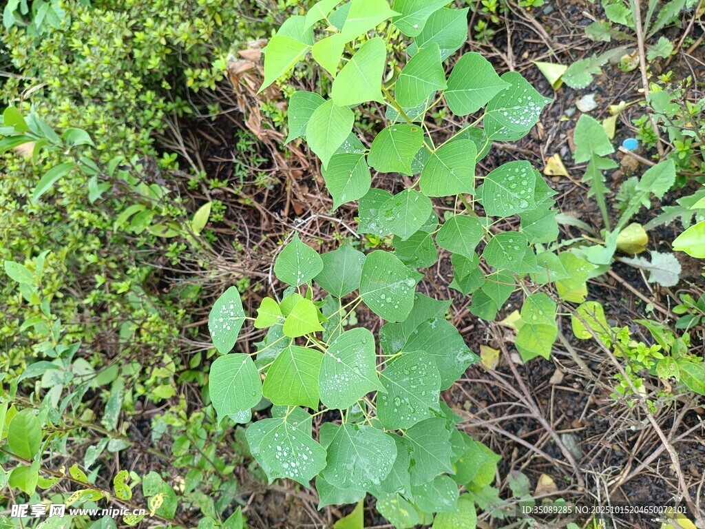 绿叶植物生机盎然
