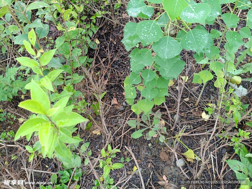 野外丛生的多样绿色植物