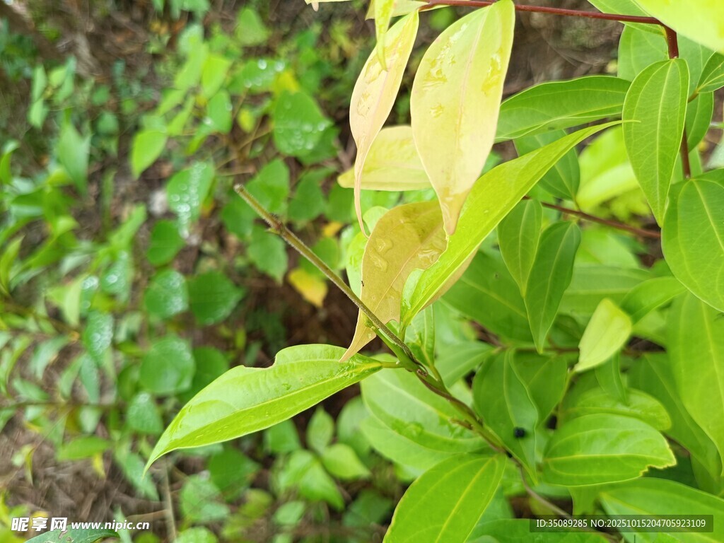 绿叶间的嫩黄叶片
