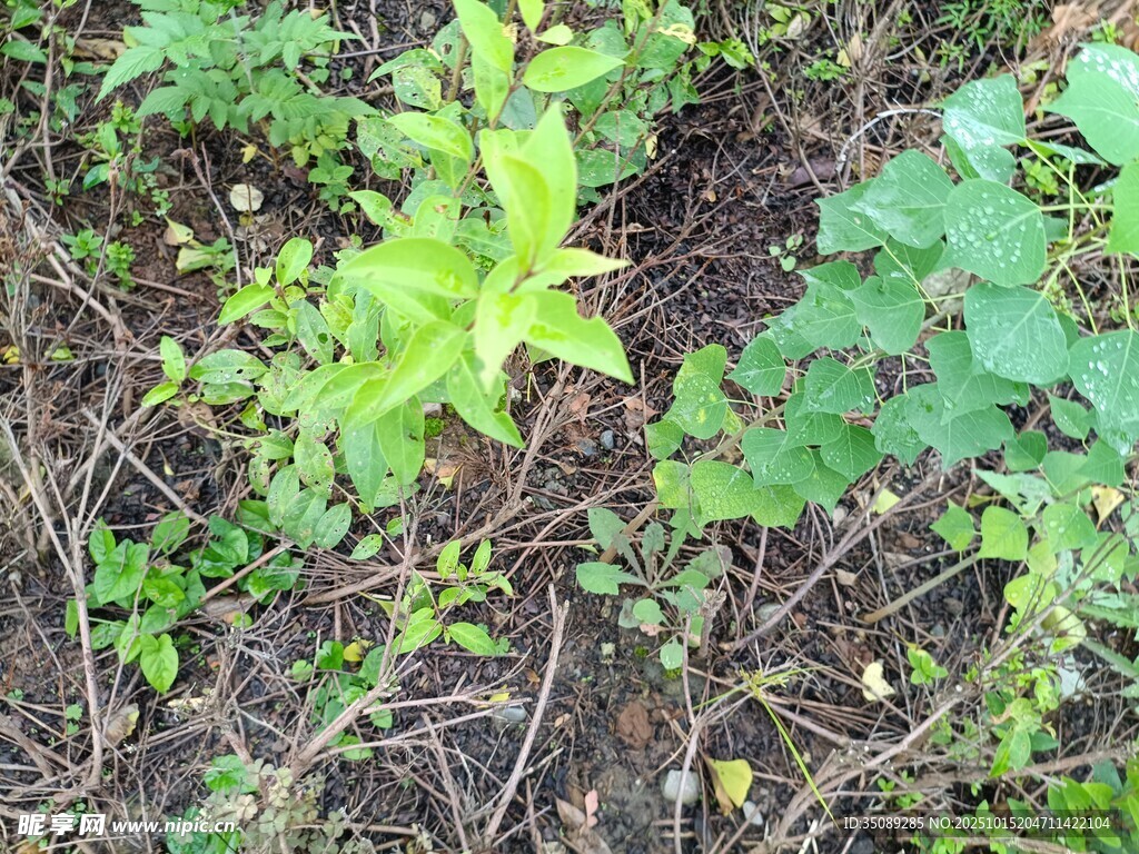 地面生长的嫩绿植物