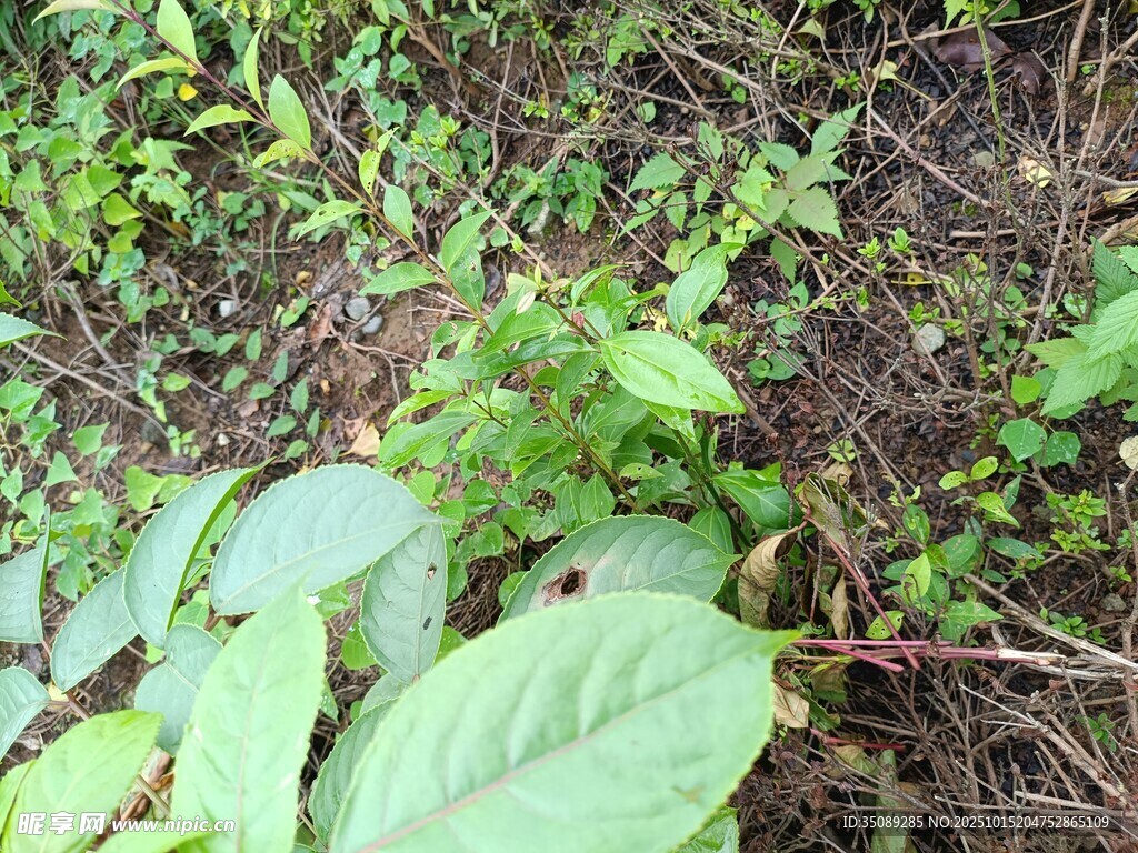 地面繁茂绿植景象