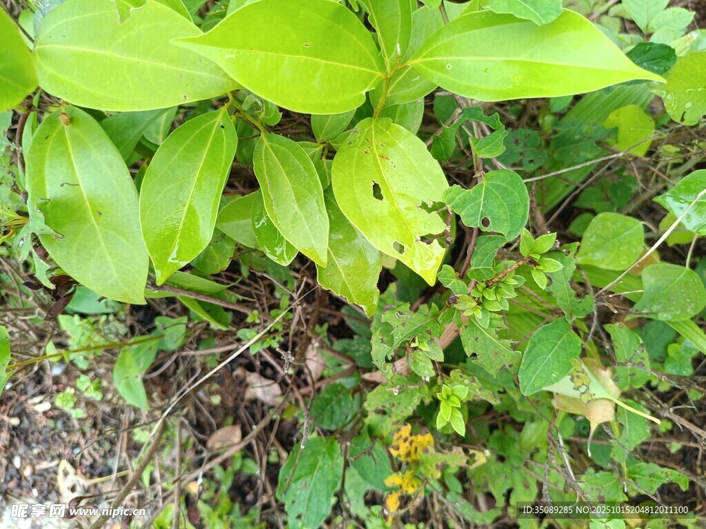 绿叶繁茂的地面植物景观