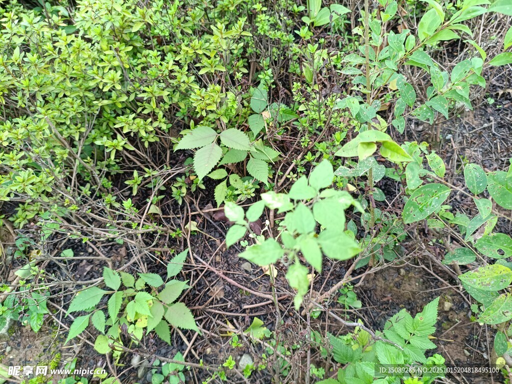 野外繁茂绿植景象