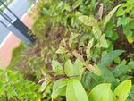 绿叶繁茂的植物景观