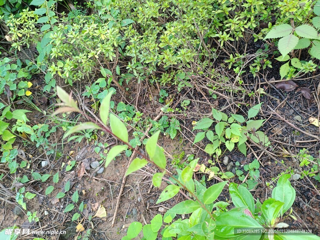 地面繁茂绿植景象