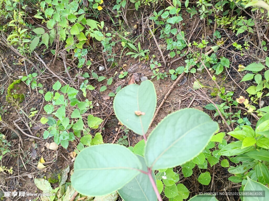 地面绿植特写