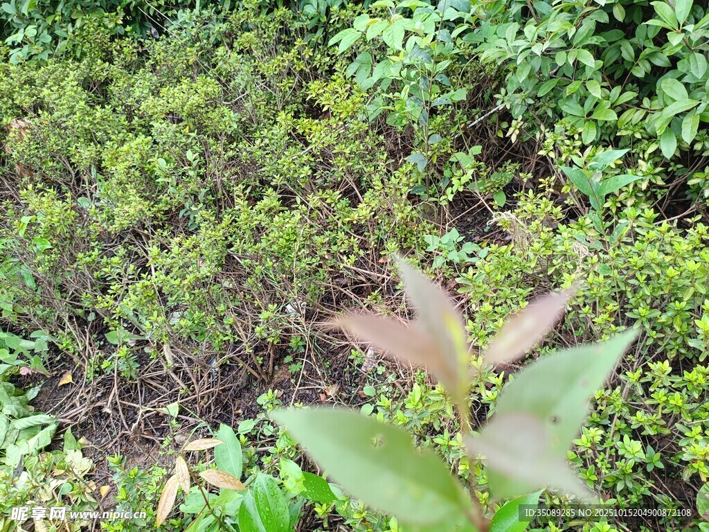 绿叶间的植物特写