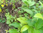 多彩绿植生机盎然