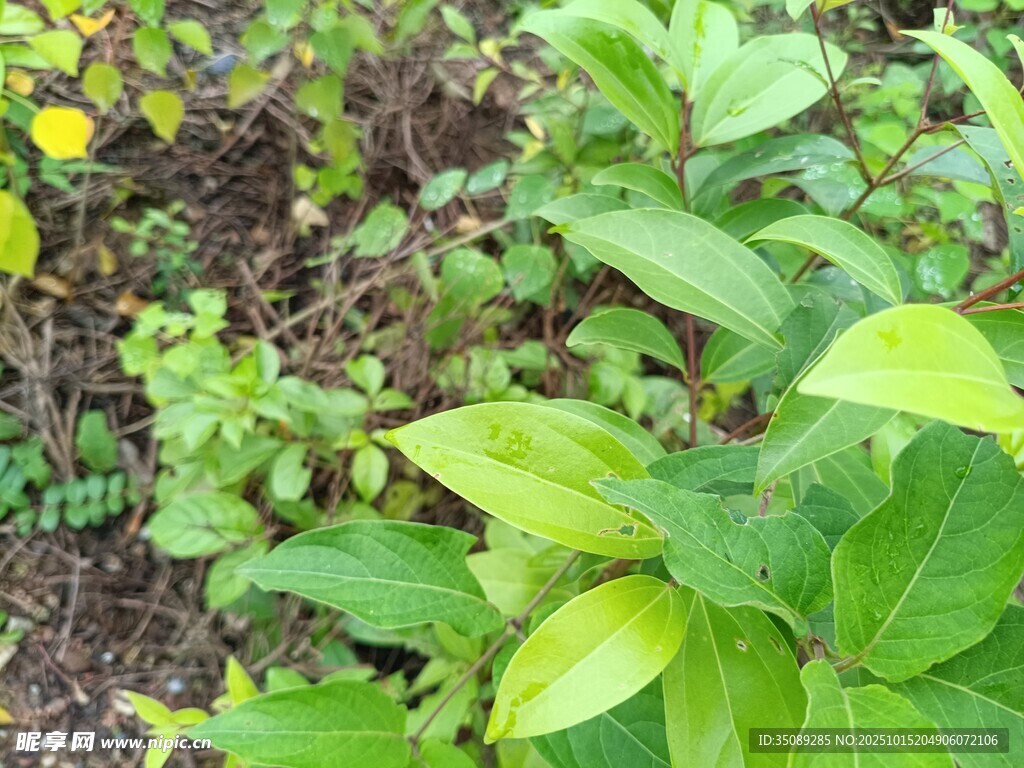 多彩绿植生机盎然