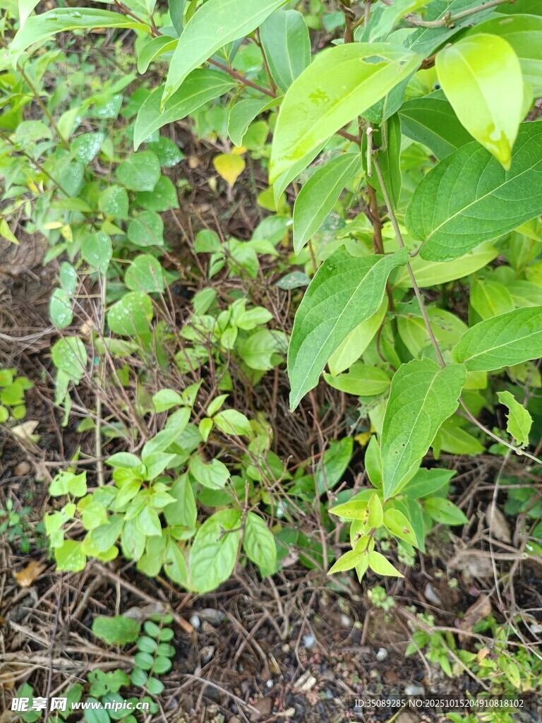 绿叶繁茂的植物景象