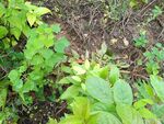 野外繁茂绿植景象