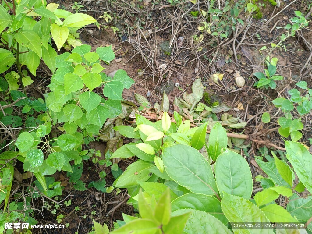 野外繁茂绿植景象