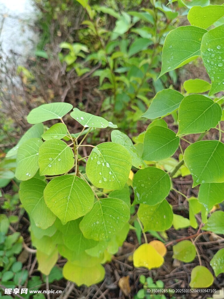 嫩绿叶片生机盎然的植物
