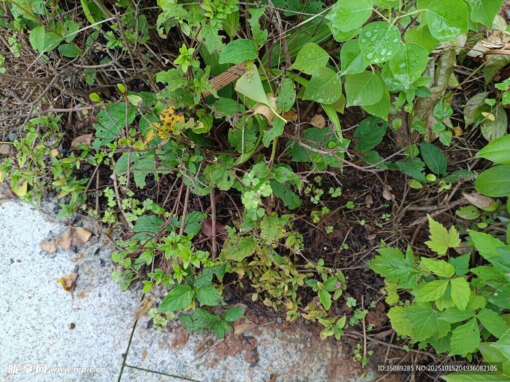 路边生长的绿色植物