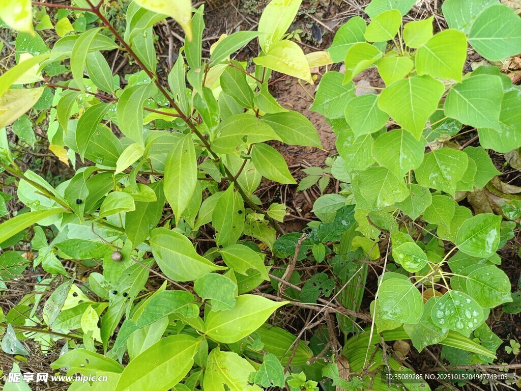 绿叶繁茂的植物景象