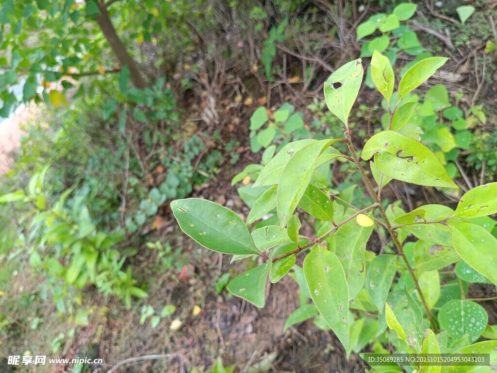 户外绿色植物自然景象