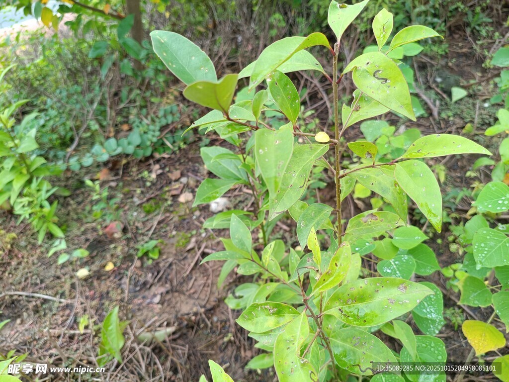 野外生长的嫩绿植物