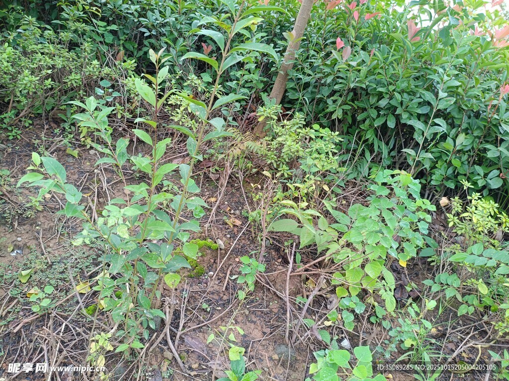野外丛生的绿色植物