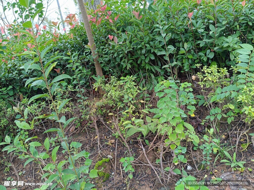 户外丛生绿植景象