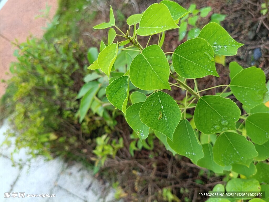 嫩绿叶片生机盎然的植物
