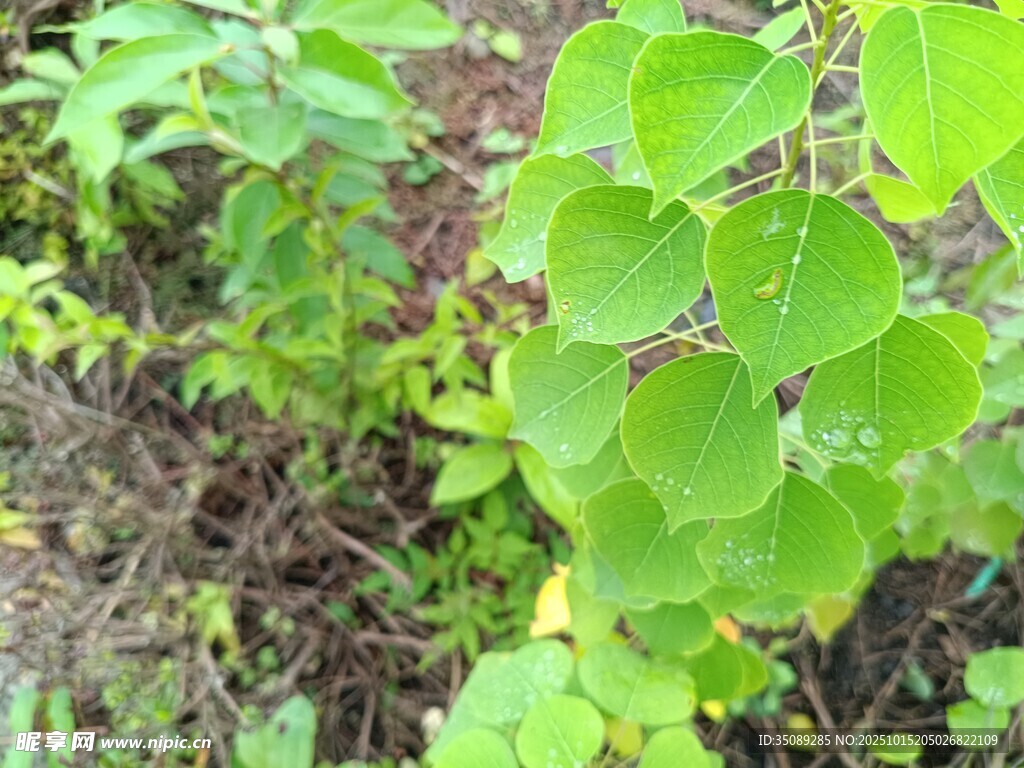 嫩绿植物生机盎然