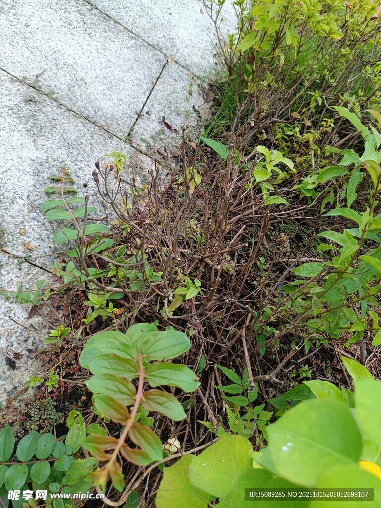 杂草丛生的角落