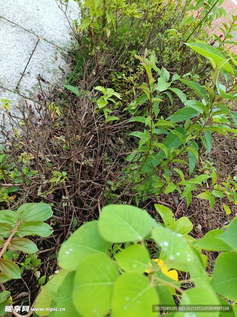 野外繁茂绿植景象