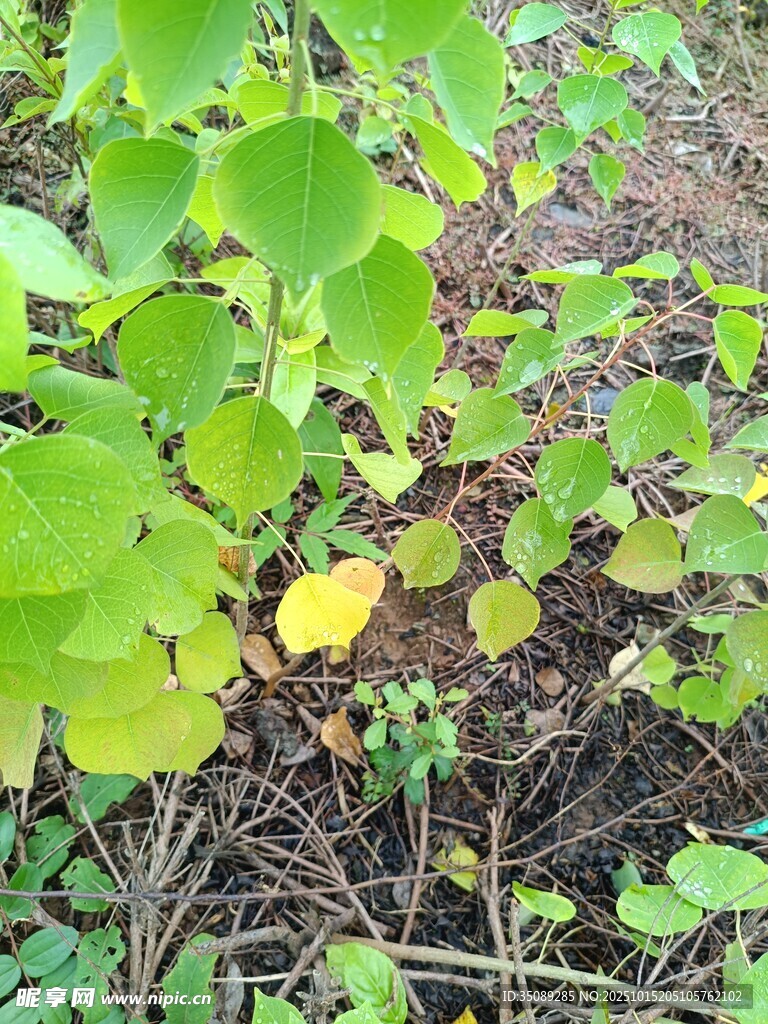 绿叶繁茂的地面植物景观
