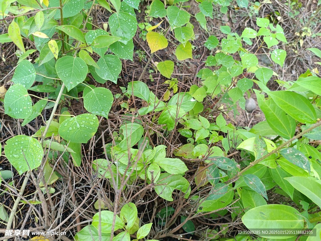绿叶繁茂的地面植物景观
