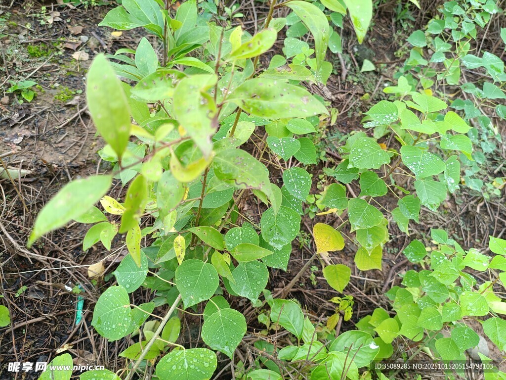 田间生长的嫩绿植物