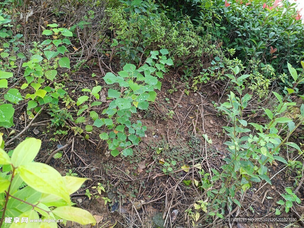 野外繁茂的绿色植物景象