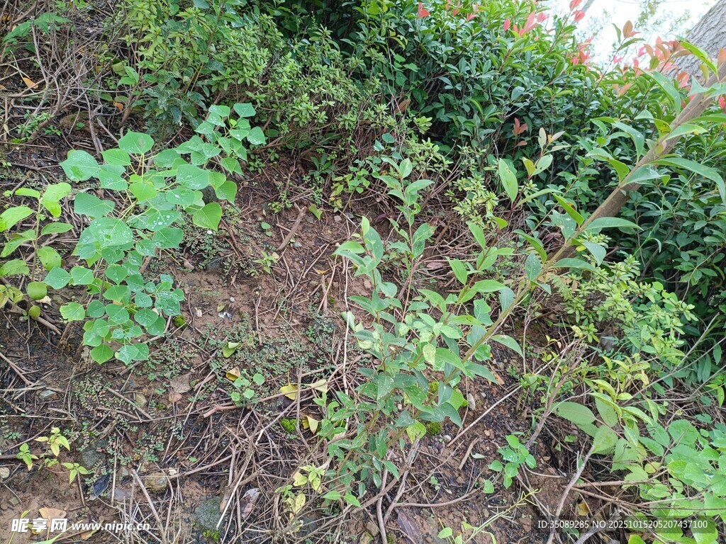 野外繁茂绿植景象