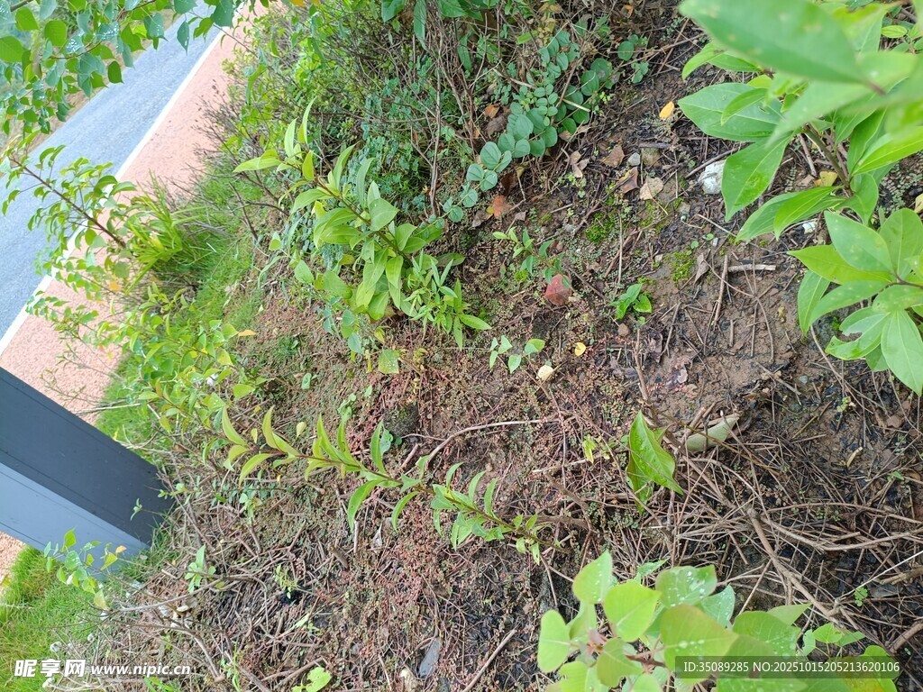 户外绿植与地面景象