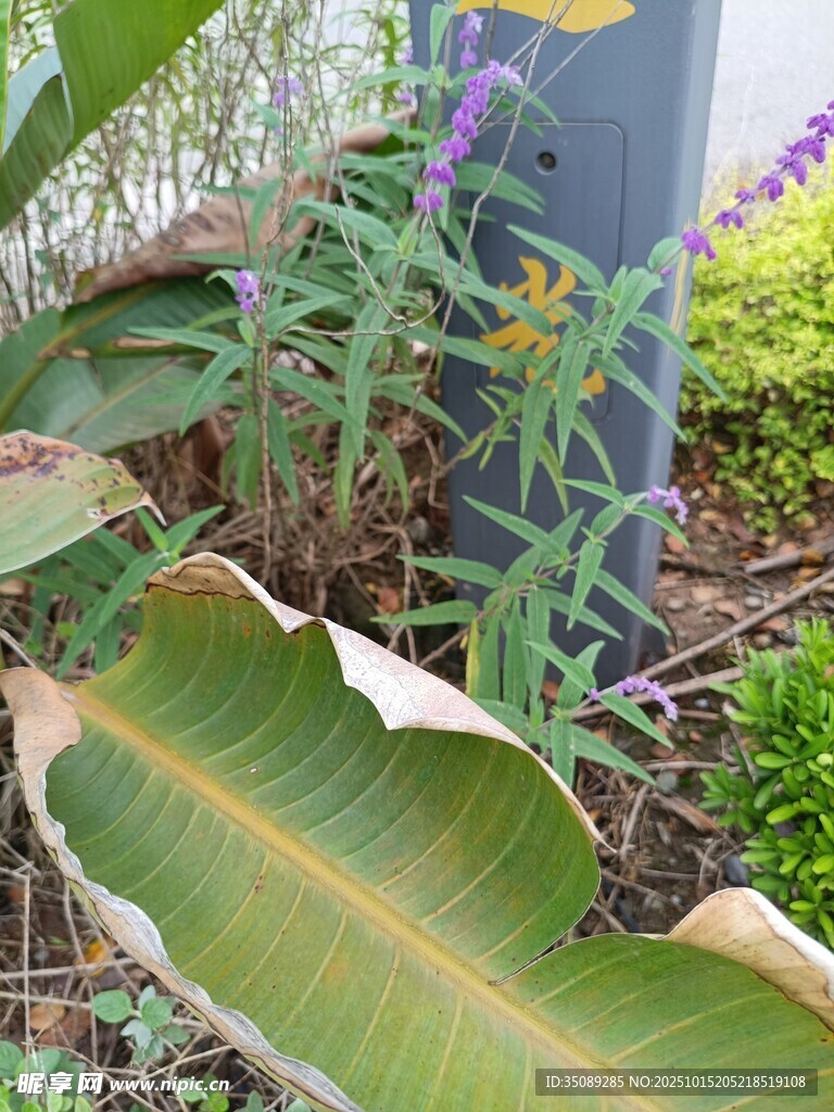绿叶繁花的自然景致