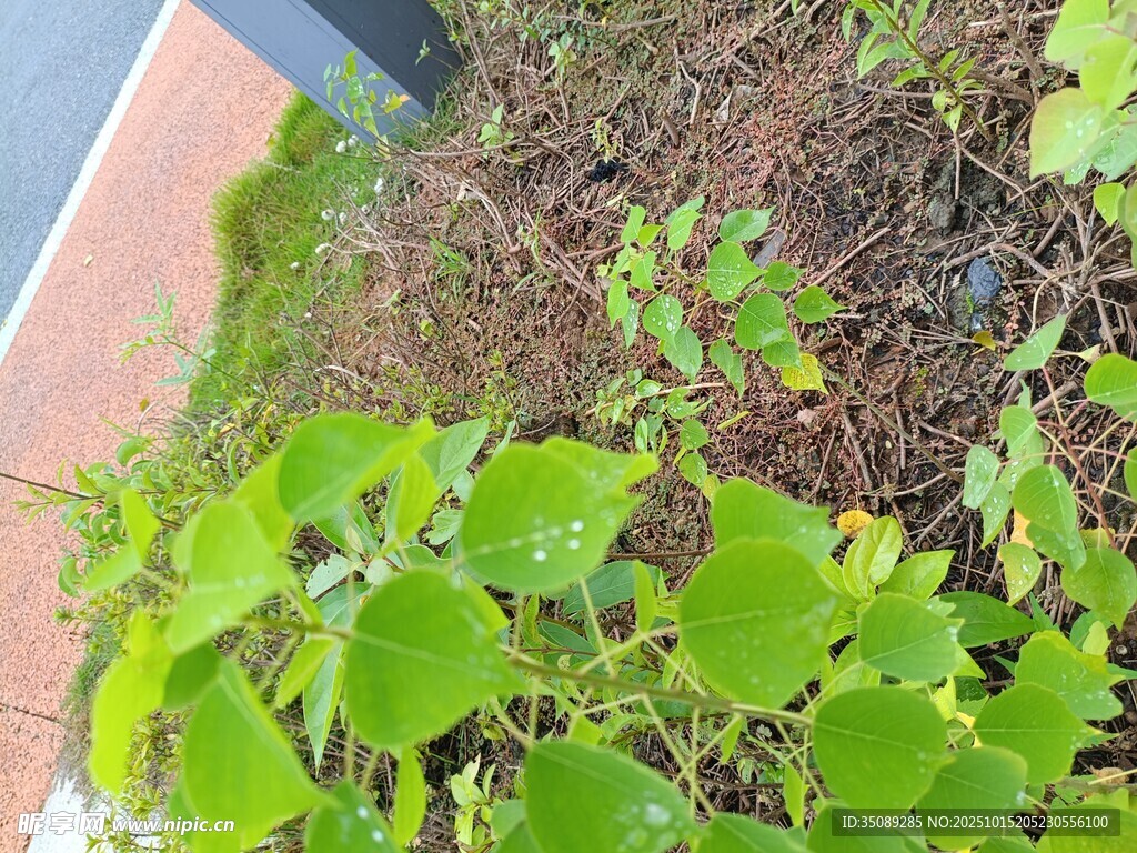 庭院中的嫩绿植物