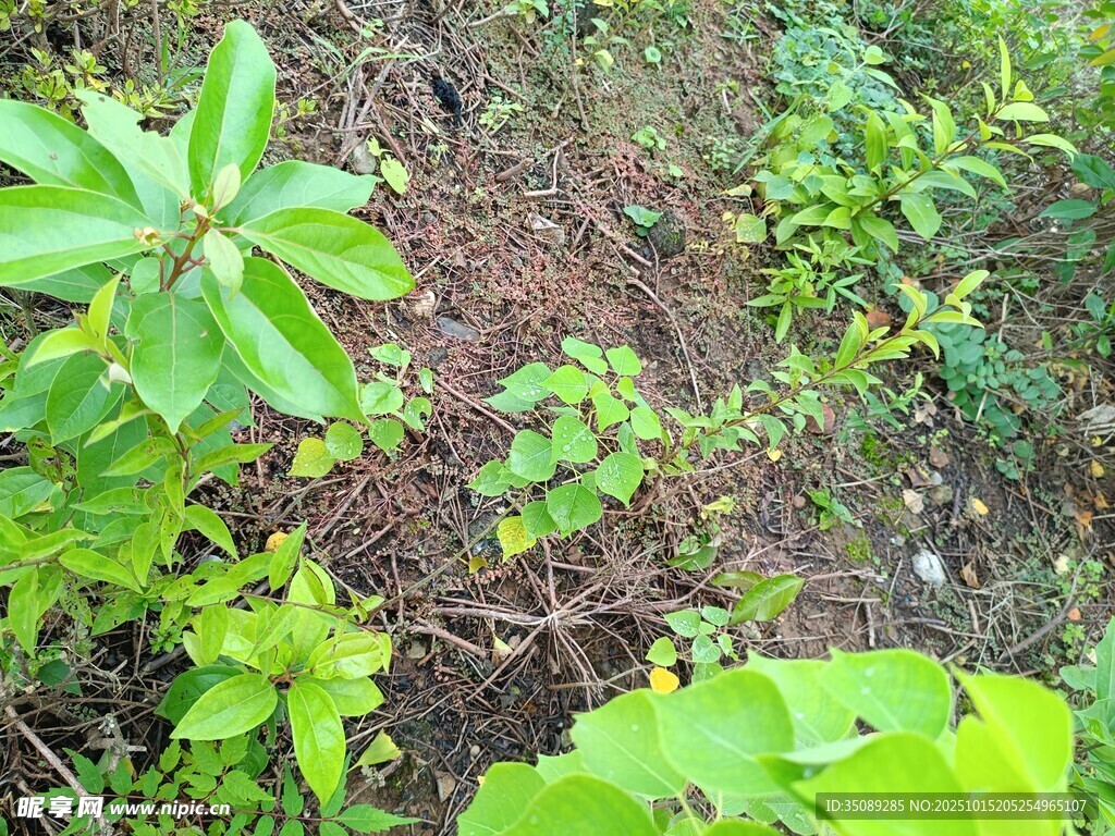 野外绿植景观