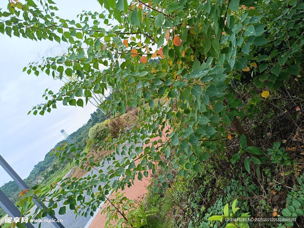 山间繁茂绿植景观