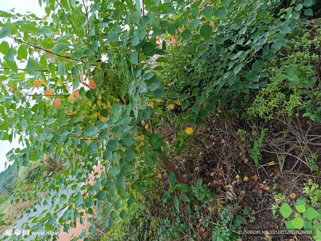 繁茂绿植覆盖的路旁景象