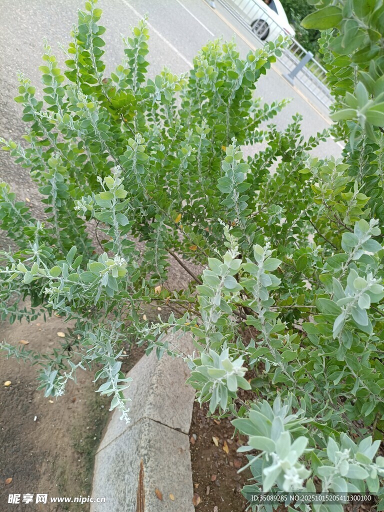 路边的绿色植物