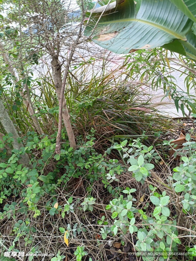 户外绿植丛生景象