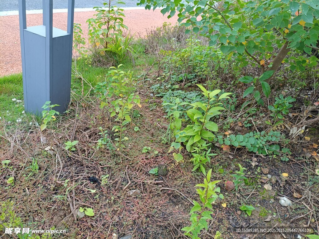 户外绿植中的灰色柱状物