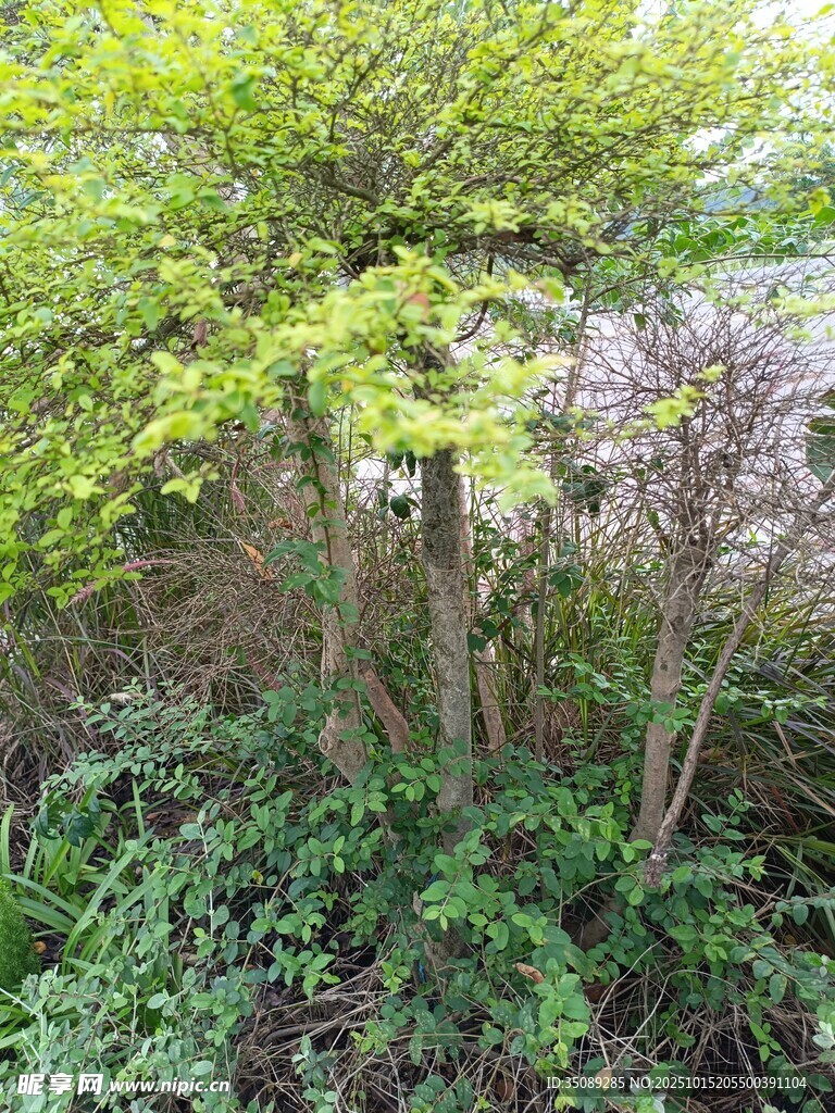 繁茂绿植中的树木景观