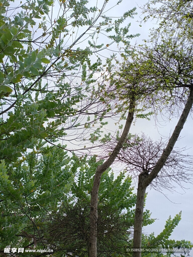 仰视葱郁树木景观