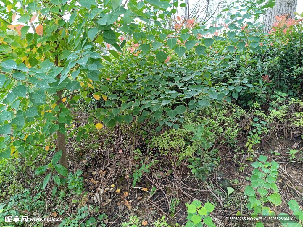 繁茂绿植景观