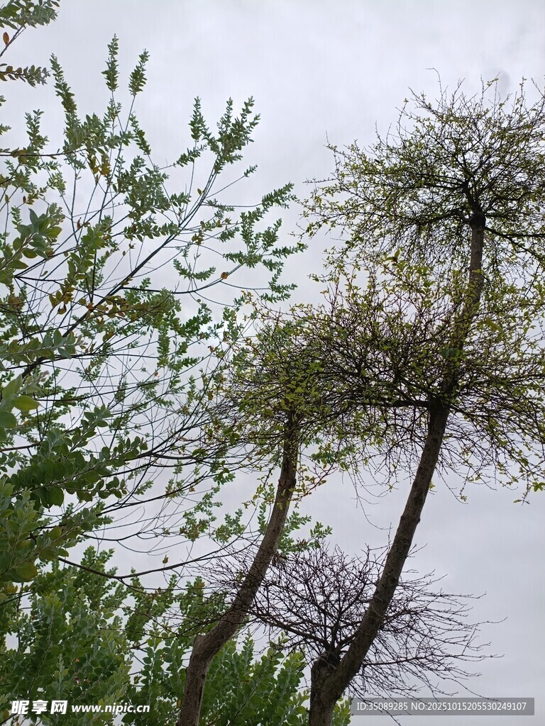 挺拔树木与葱郁枝叶