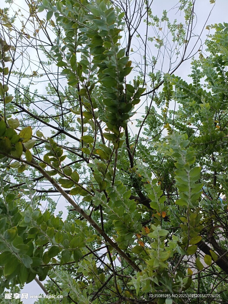 繁茂枝叶的绿色树木