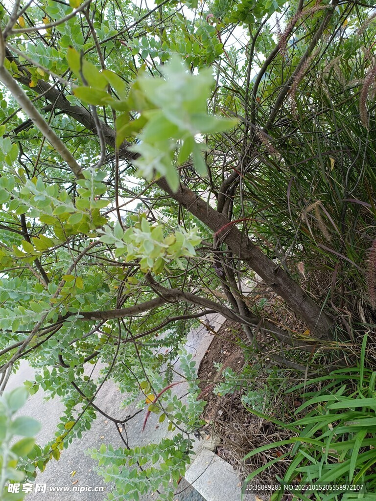 路边繁茂绿植景象