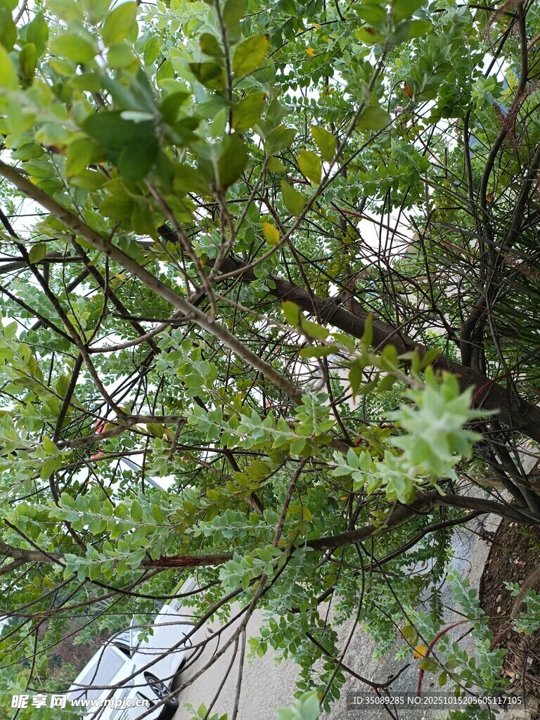 茂密葱郁的绿色树枝